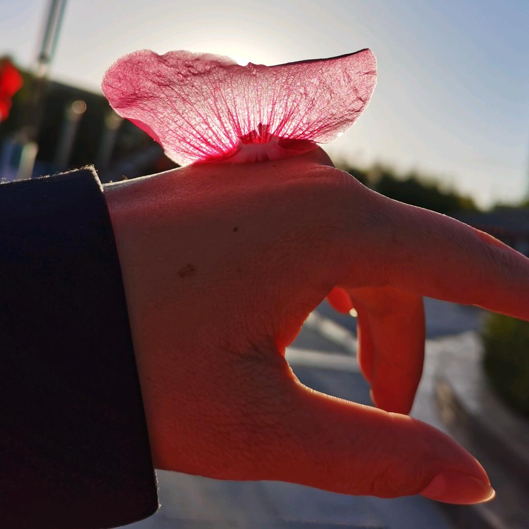 蘭花🌻记事簿…