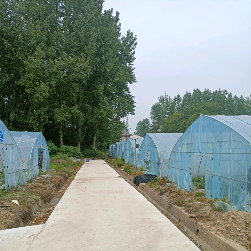 舒城县舒丰农场绿色有机蔬菜，欢迎新老客户