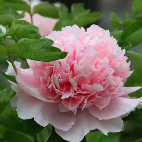 洛阳铭诚牡丹园艺