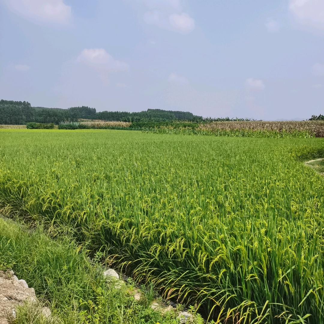 感机水果店
