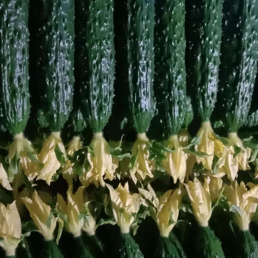 油皮丝瓜中绿丝瓜代办