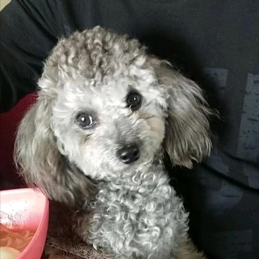 小布鲁