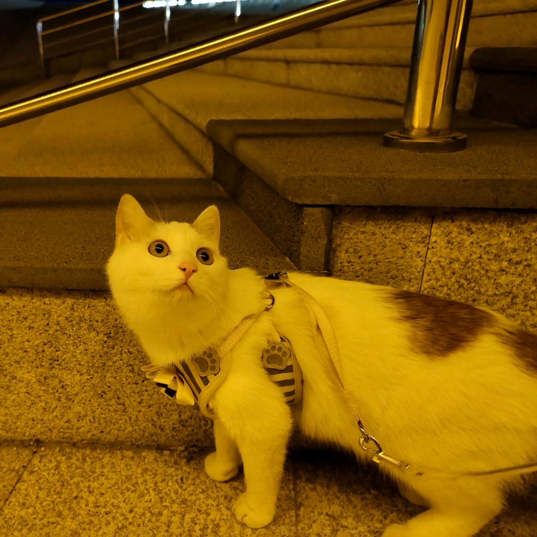 ￴ ￴￴ ￴ ￴ ￴￴ ￴蓝仙子