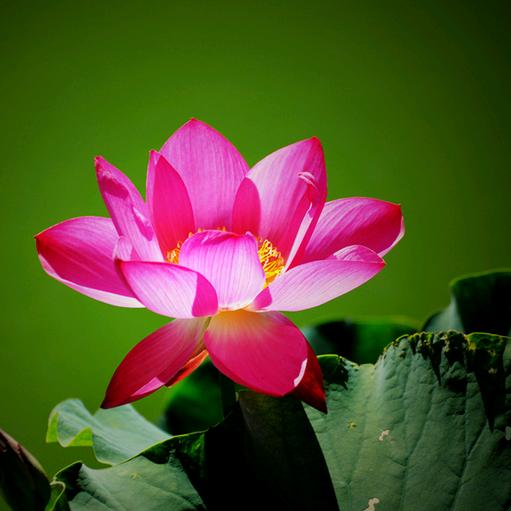 菩提心🌺
