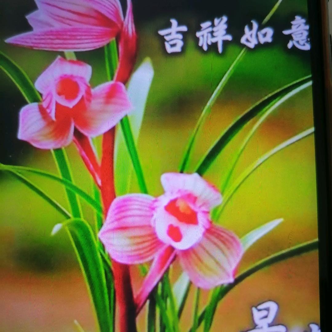 老头9526