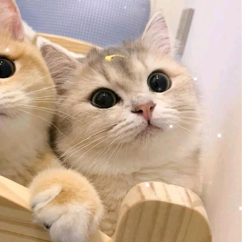 毛毛虫.