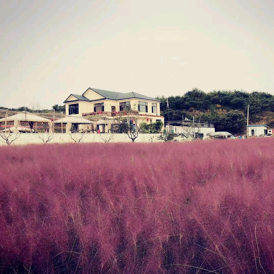 百花深处农业