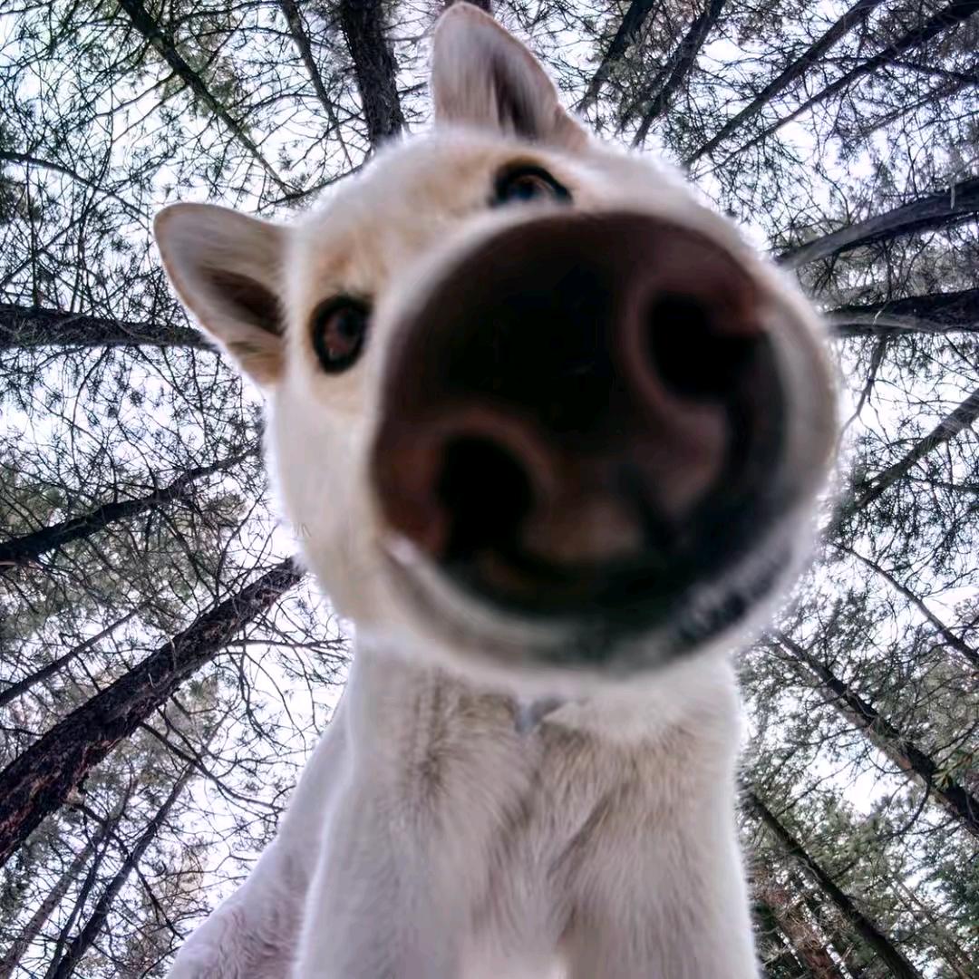 青青草原第一突破手懒羊羊大王༽  🕊