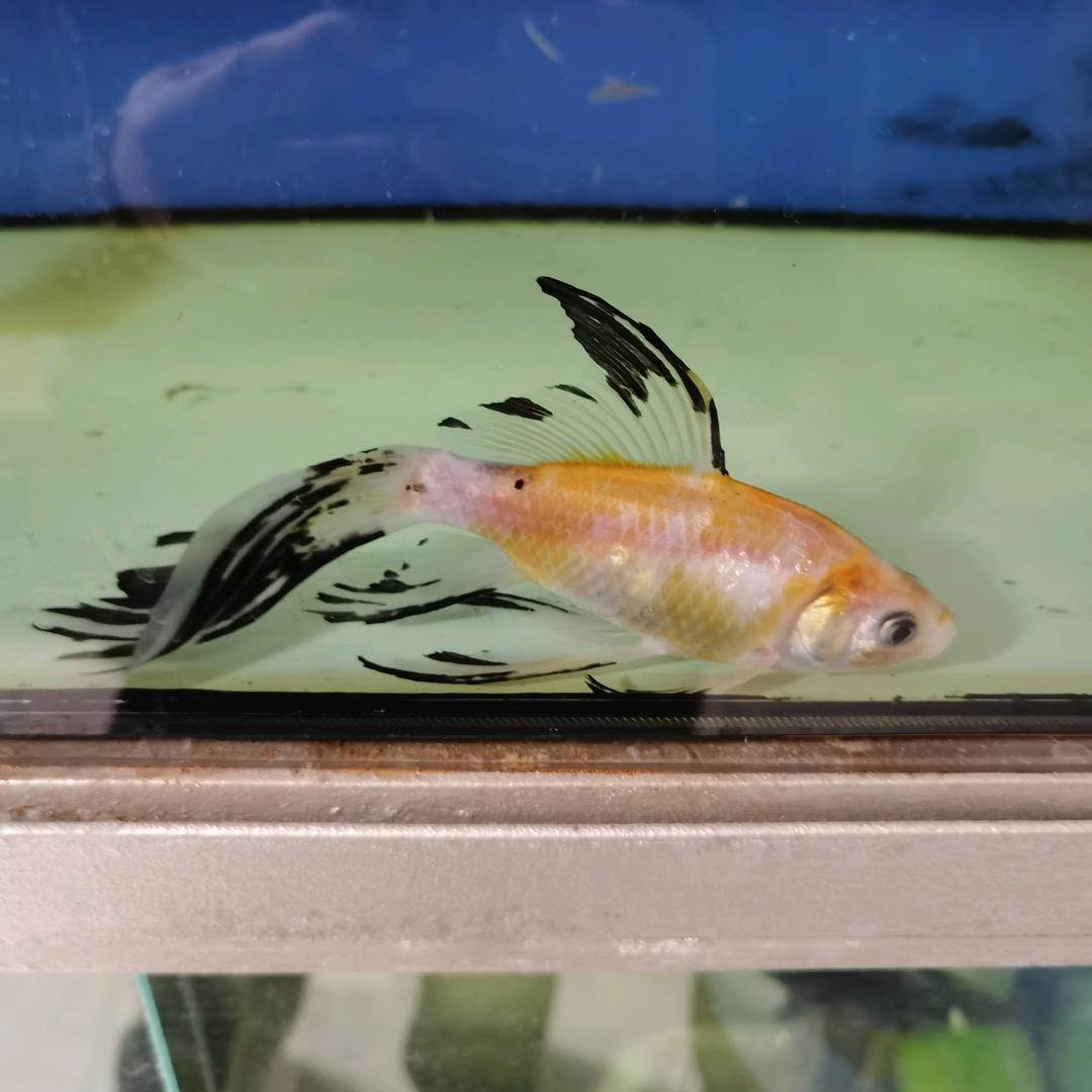 独宠徒步