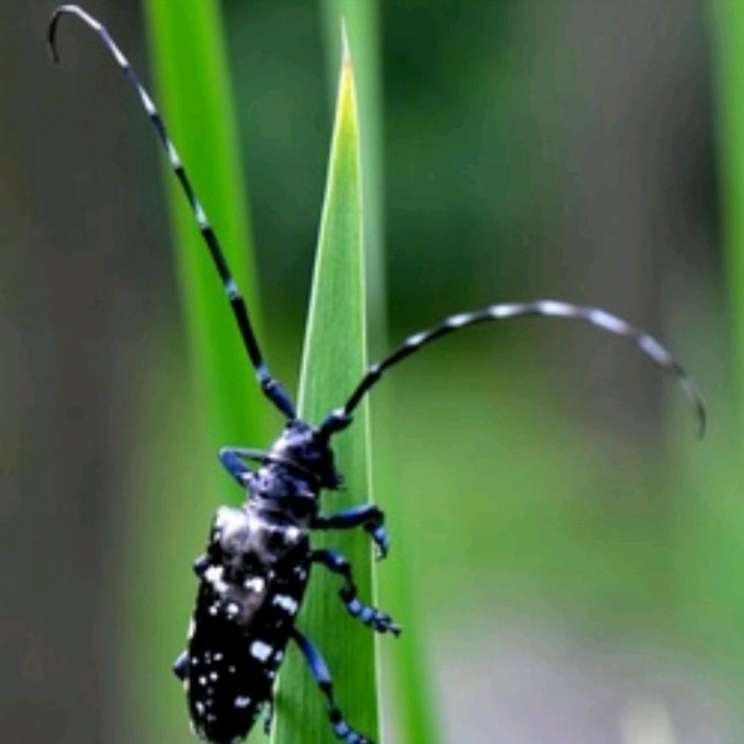 两支羽毛念一修二