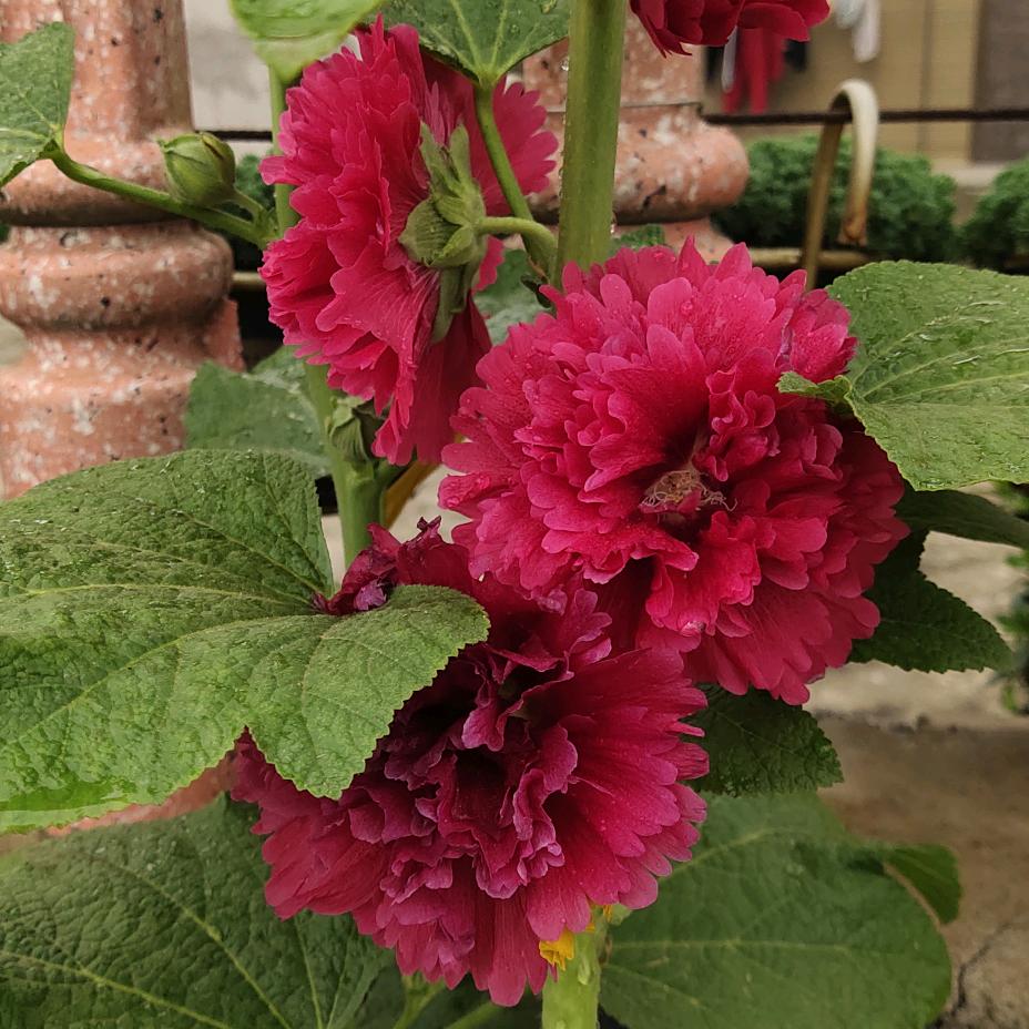 🥀错把敷衍当承诺