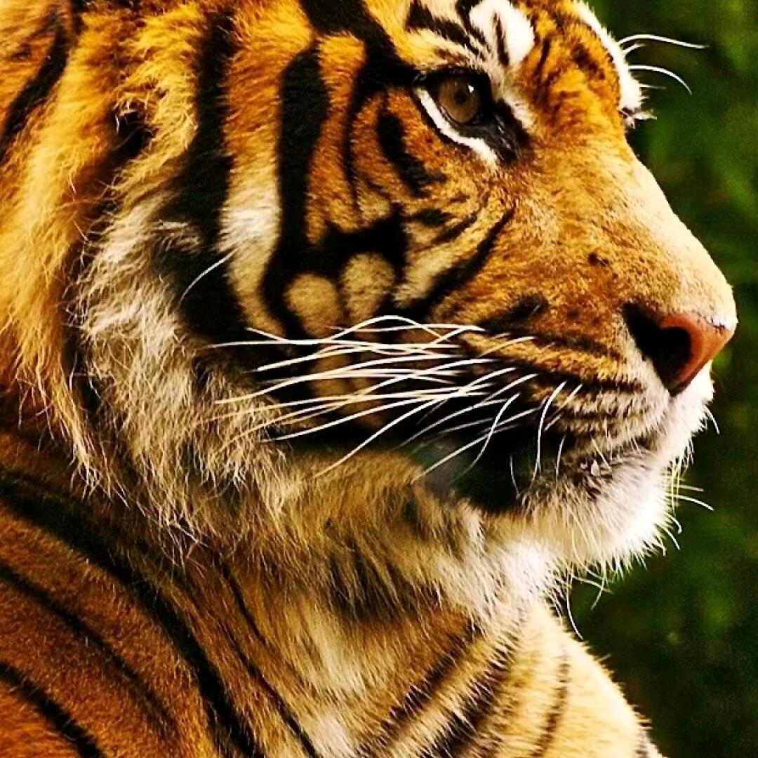 逍瑶江湖