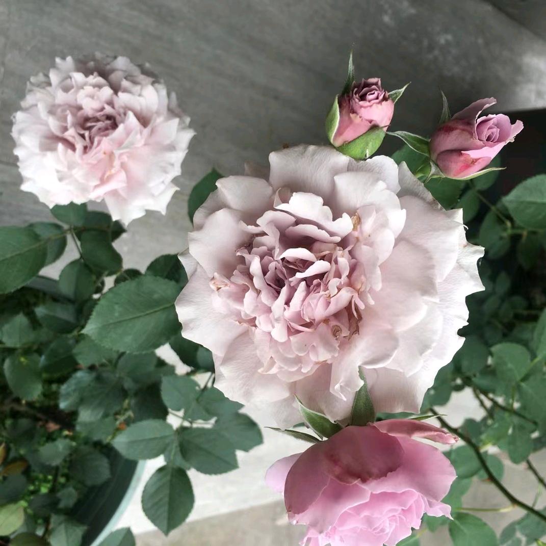 芬华
