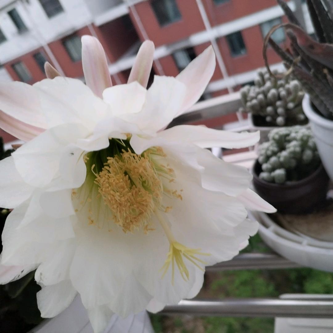 花开正好