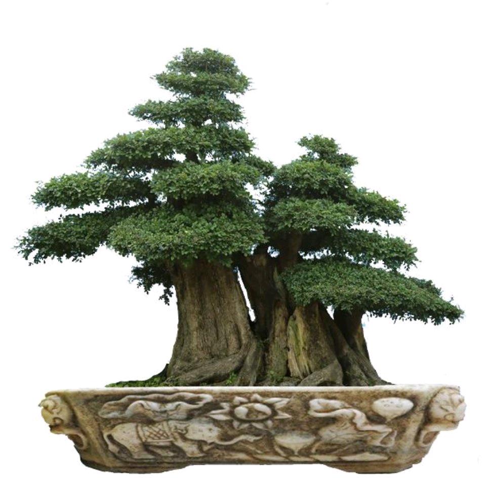 艳辉盆景种植