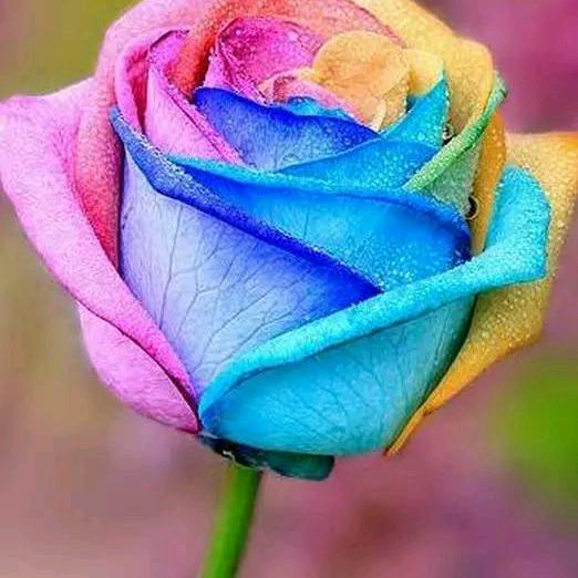 qⅰαn心静《回族》胡玲椰