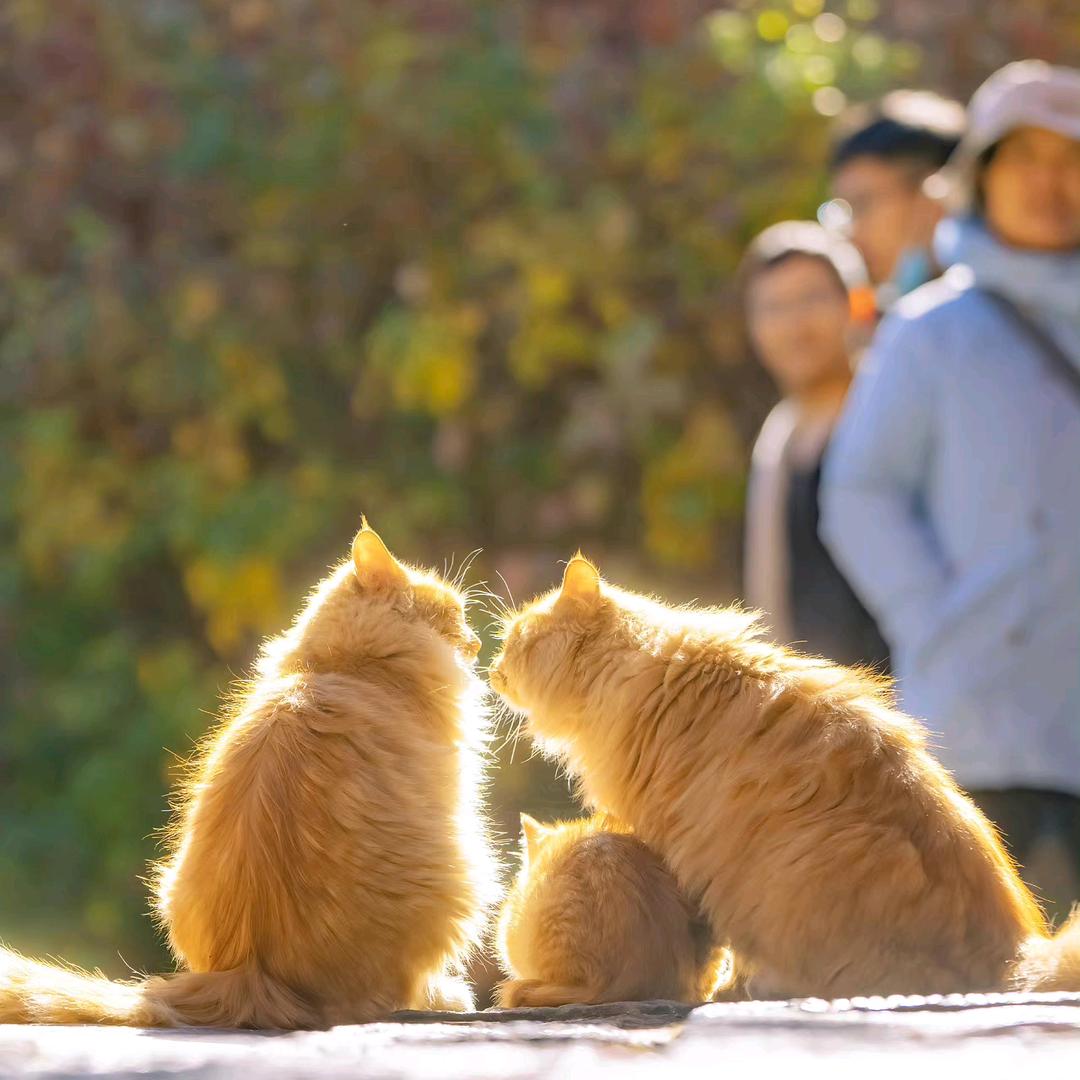 猪猪无敌头像