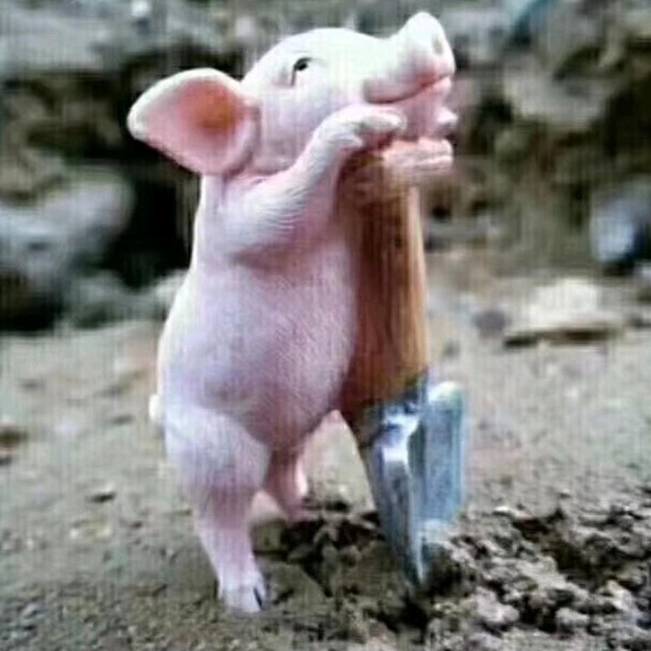 一頭睡不醒滴🐷