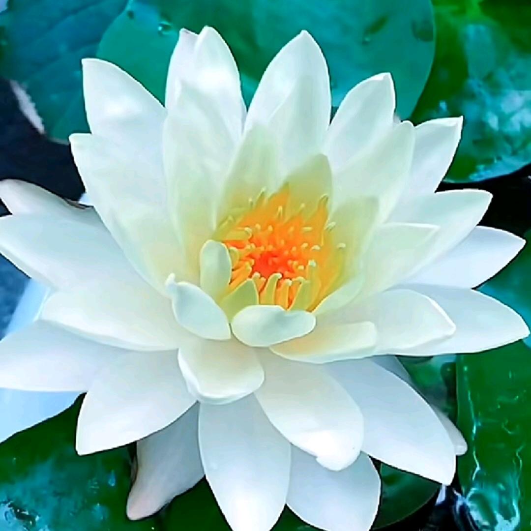 欭惗  (凪卄)