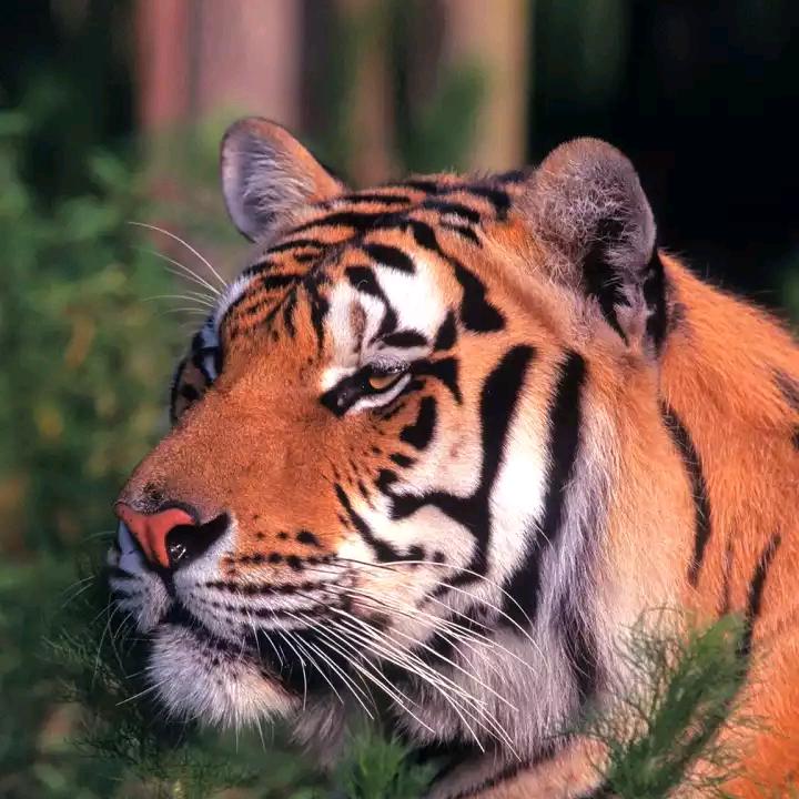 🐂💞ℳღ᭄吴哥ꦿ꯭꧔💞