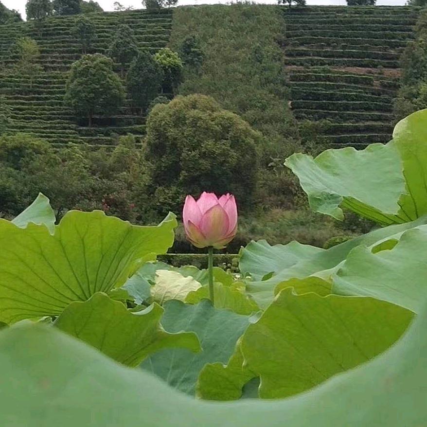 啊文