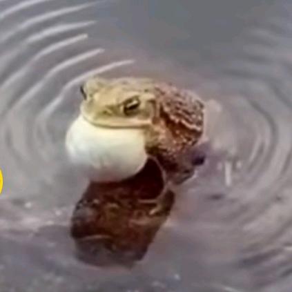小青蛙√@🐸