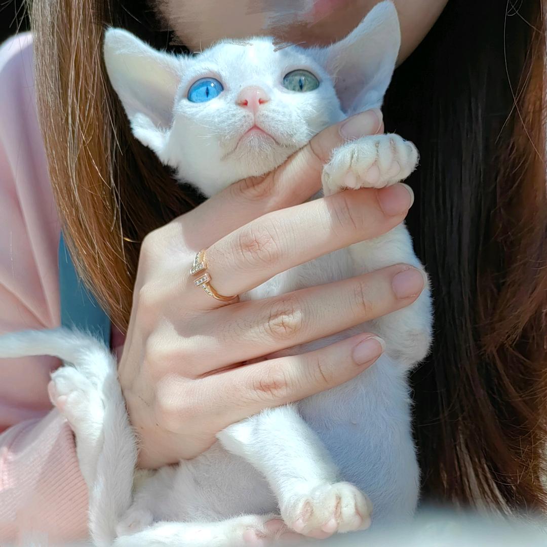 凯蒂德文卷毛猫