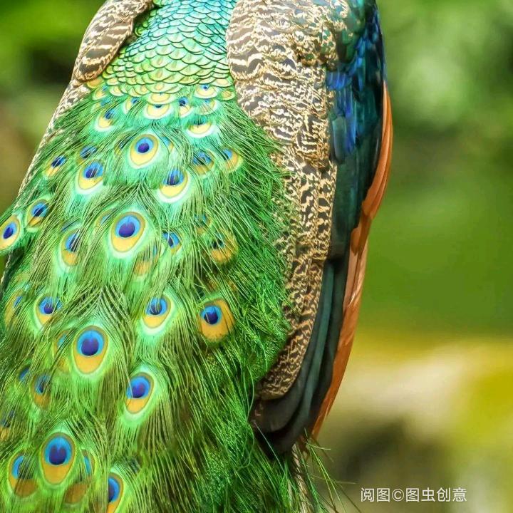 花奶1
