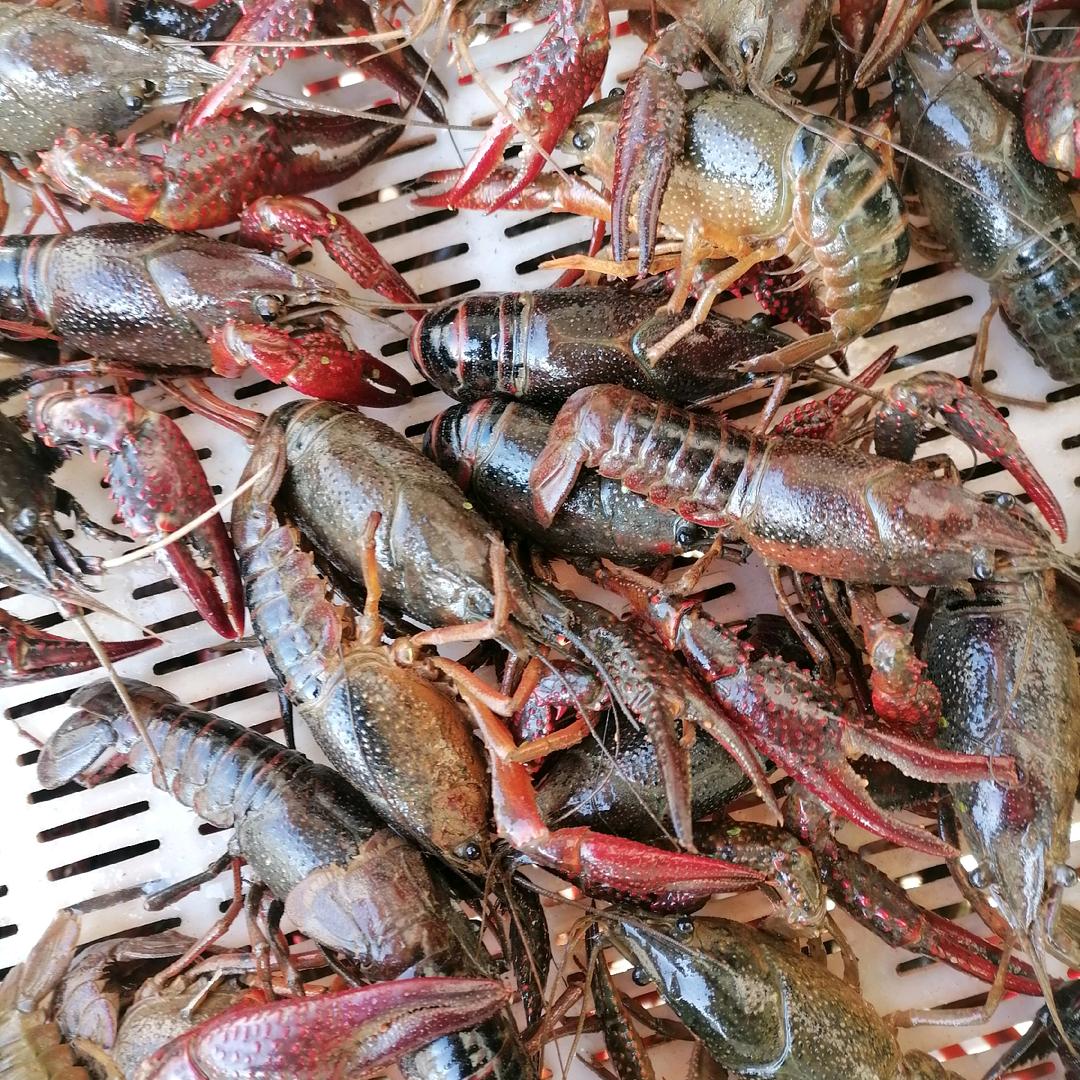 鄂州龙虾老吕