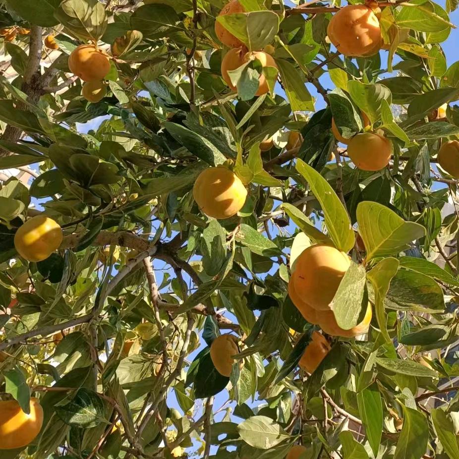 音乐陪伴的日子