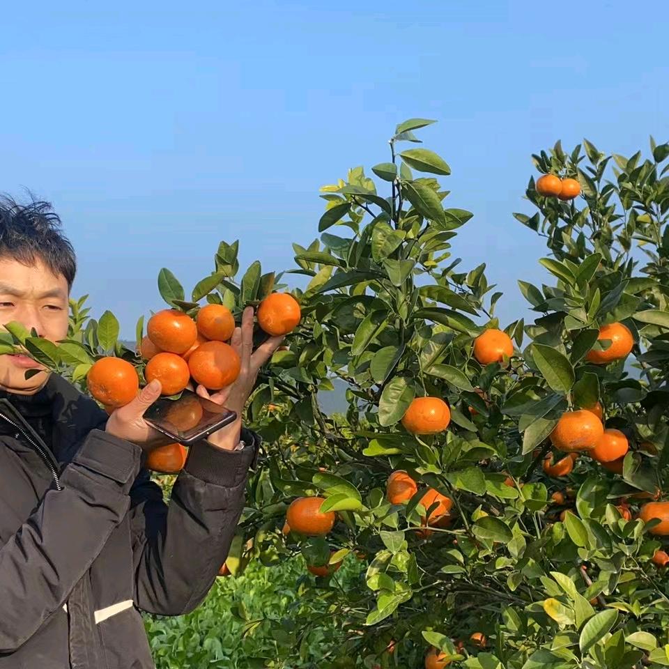 新一龙水果