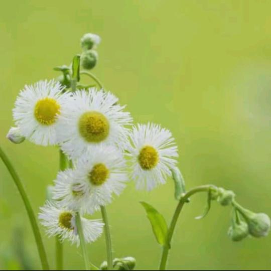 🌸心静如水🌸