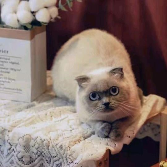 陈小帅