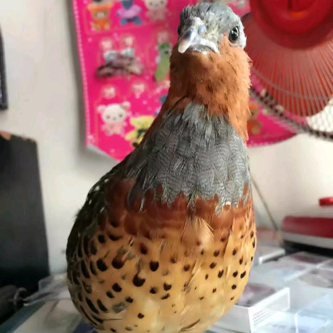 小明竹鸡养殖
