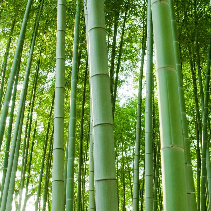 冰心玉壶