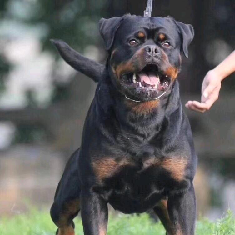 淅川罗威纳看家护院