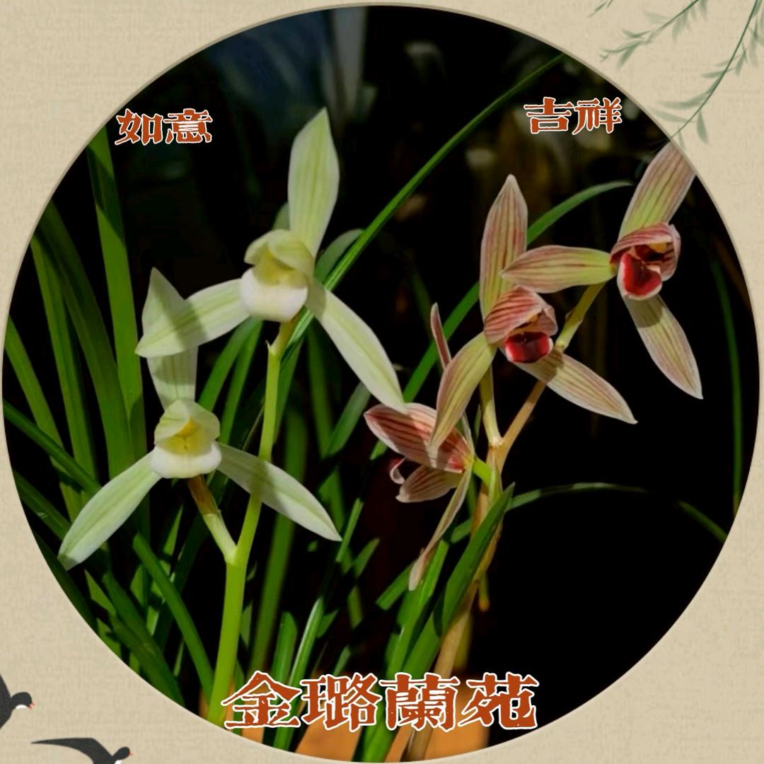 金璐兰苑李红崟