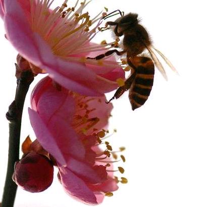 飘逸的风，果总