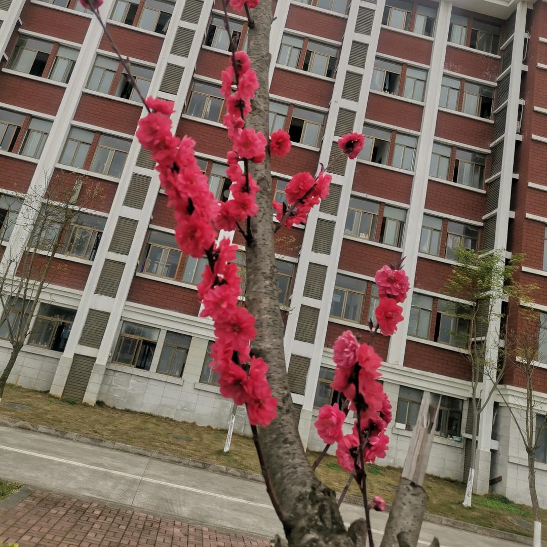 红白喜事用品（烟花爆竹）