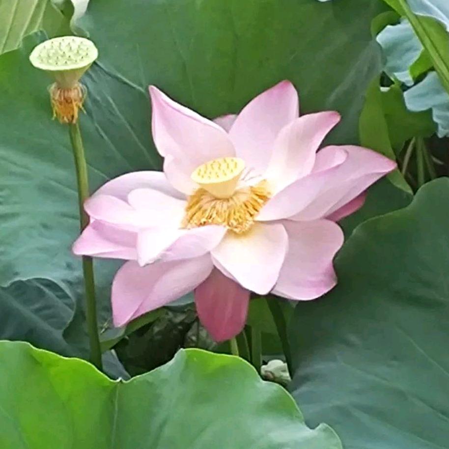 冰河时代
