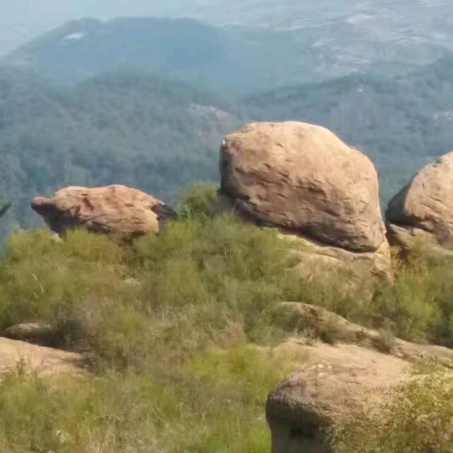 家乡那棵酸枣树