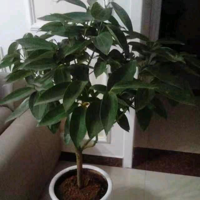 莱芜服装金桥莹雪飞扬