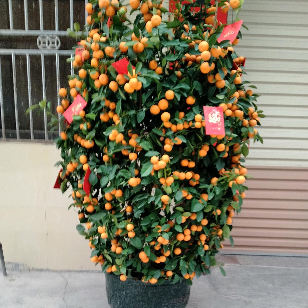 启珍