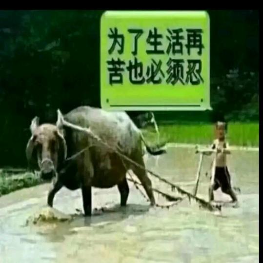 🌹198《忘情牛肉面》🌹