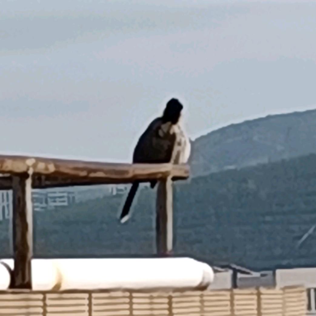 讨厌睡午觉被打扰