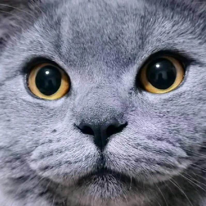 斯芬克斯无毛猫
