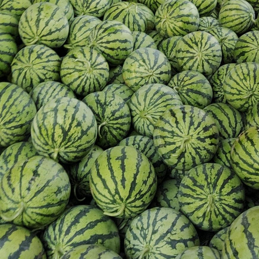 🍉东台西瓜🍉我爱青春