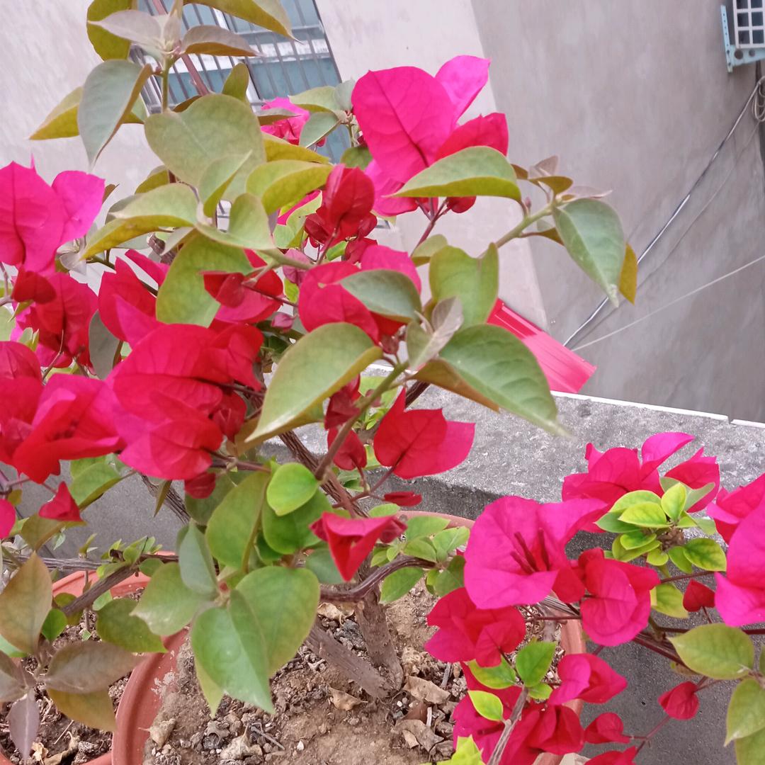 冬芳