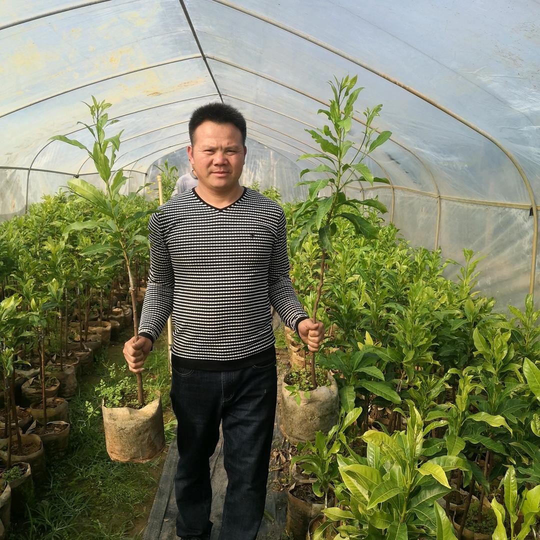春风果树苗木专营店