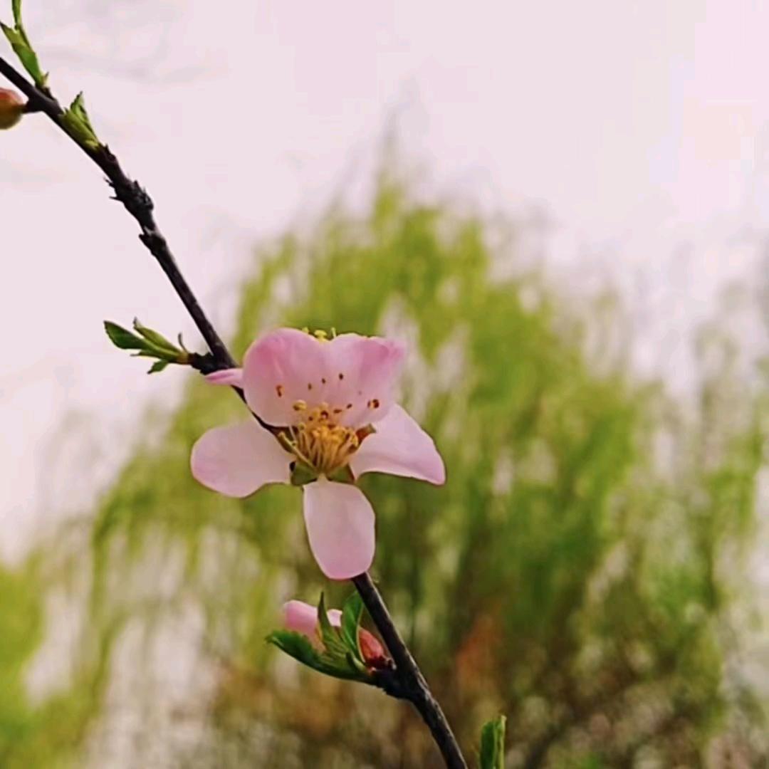 蜻蜓